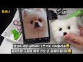 니들펠트 기초 1탄 양모인형 강아지 만들기 how to make needlefelt dog needlefelting