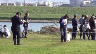 20141102 秋季訓練競技大会　紐付き・紐無し脚側行進　ジョリ