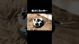 毛づくろいをしていたが何でこうなる？な猫たち #猫 #保護猫 #ハチワレ