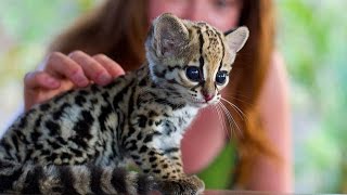 cute baby ocelot kittens ● sweet pet Ocelot Kittens Playing || Funny cats and cute kittens