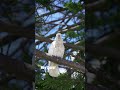 Cockatoo Chronicles #shorts #wildlife #birds