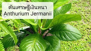 ได้เวลาเปลี่ยน.., กระถางต้นไม้ ต้นเศรษฐีเงินหนา หรือ ต้นหน้าวัวใบหนา Anthurium Jermanii ต้นไม้มงคล