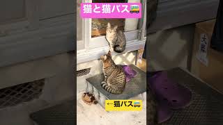 猫と猫バス🚌#shorts