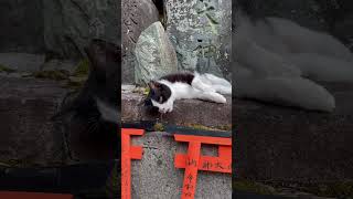 【伏見稲荷】くつろぎタイムにご挨拶してくれる猫パイン　Cat greeting during relaxing time