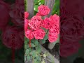 Lovely Rose Garden 🌹😍🌹🌹😍🌹#viral #flowers #short