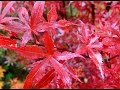 Les érables du japon au jardin et sur la terrasse