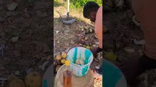 പന നോങ്ക്  #trending #healthy #shorts #viralvideo #video #travel #nature #tourism #kerala #photo