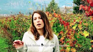 Argyriou Winery| Food and drink| Delphi