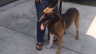 Alligator Bites Retired Police Dog in Florida