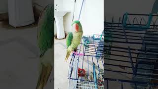 Talking with our row parrot  🦜 Noor.Aima 's kitchen # Aima 's Shortzz#.