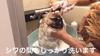 年末大掃除！ならぬ年末大シャンプー！pug