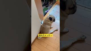 拗ねちゃった。#ぱぐ #pug #パグ #日常 #癒し #shorts #ショート #犬のいる暮らし #いぬ