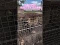 2024年11月8日 特大アライグマ捕獲