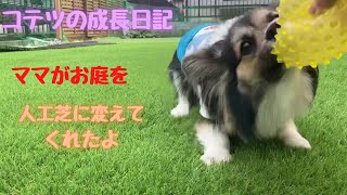 【パピヨンとコーギーのミックス犬】お庭が少し人工芝になって喜ぶ愛犬A pet dog who is pleased that the garden has become artificial turf