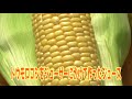 【あま〜い】🌽とうもろこし🌽『夏祭り』茨城県結城市の名産！【結城市魅力発信動画♪】