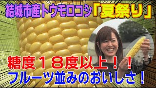 【あま〜い】🌽とうもろこし🌽『夏祭り』茨城県結城市の名産！【結城市魅力発信動画♪】