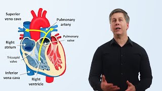 The Cardiovascular System: An Overview