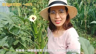 这样种秋葵特别简单，长得快，结得多，能采收好多茬