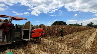 HARVESTING RANDOM PEOPLE CORN FIELD🌽 | PART2 | VLOG20