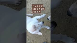 ドッグラン色んなワンチャン居て可愛かったぁ😍大型犬同士の追いかけッコは迫力ありました🐶#保護犬 #保護犬のいる生活 #野犬の子 #dog #dogshorts #モフモフ