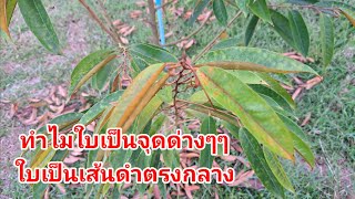 ทำไมใบเป็นร่องดำตรงกลางใบและใบเป็นจุดด่างๆๆ ทุเรียนต้นคู่