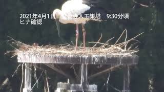 福井県越前市の野外コウノトリにひな誕生 県内3年連続