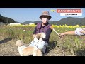 土佐市の風物詩　心も晴れる遅咲きのヒマワリ　【高知】 22 11 04 18 59