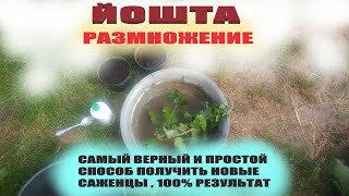 Размножение йошты черенками летом.100% результат приживания