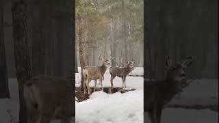 Wide-eyed staring deer stand while snow falls in Evergreen, Colorado