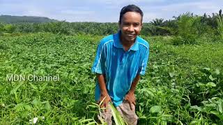 Cara tanam kangkung air,satu kali tanam panen berkali kali