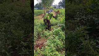 மிளகாய் செடி புடுங்குதல்#subscribe #shorts #agriculture#vivasayam #vivasayam