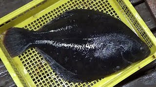 青森県の龍飛岬で養殖される幻の魚「マツカワ」