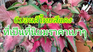 บอนสีไทยสีแดง6สายพันธ์ที่ทีนักสะสมตามหา#บอนสีไทยโบราณ์#ราคาบอนสีไทยสีแดง