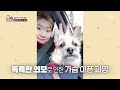 겉으로 보기엔 평범 숨겨진 반전 매력犬 조희 tv동물농장 animalfarm sbsstory