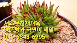 서초무지개다육 명품창과 국민이 세일010-6343-6995