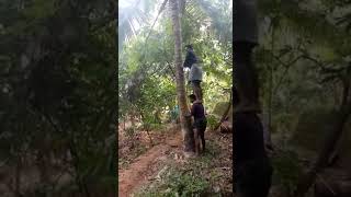 malayalam funny moments   തേങ്ങ ഇങ്ങനെയും പറിക്കാം