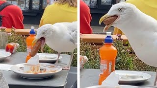 Hungry Seagull Swallows Sausage Whole