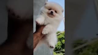 Dog Lover | Toy Pom | Pomeranian puppy | Cute Pomeranian puppy  | Pomeranian sta