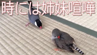 【文鳥・キンカチョウ】仲良しだけど