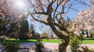Spring at Western