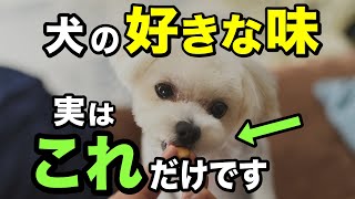 犬の好きな味を獣医師が解説します