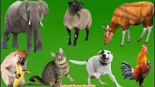 Unique Animal Sounds: Elephant, Cow, Sheep, Dog, Cat, Monkey, Chicken, Rabbit - Animal Videos