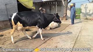 Top quality cow for sale, ਟੌਪ ਦੀ ਵਹਿੜ ਵਿਕਾਉ। @pindisidhufarm88