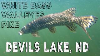 Spring Jigging Walleyes at Devils Lake