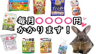 【うさぎ初心者向け】うさぎを飼う際の飼育費用を公開【毎月〇〇円】