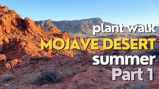 Mojave Desert Plant Walk - Part 1 (Morman tea, Cosahui, Brittlebush, \u0026 more)