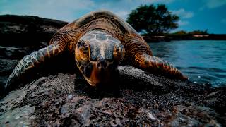 GIANT SEA TURTLES • CORAL REEF FISH • 3 HOURS • BEST RELAX MUSIC • 1080p HD