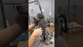 Before \u0026After Part21 #dog #トリミング #犬 #トリマー #dogsofyoutube #dogsoftiktok #sigma #ドッグサロン #プードル