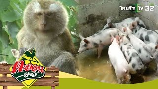 ลูกหมูลายจุด Vs. รักต่างสายพันธุ์ลิง-แมว | ตะลอนข่าวสุดสัปดาห์ | 30-04-60 | 4/4