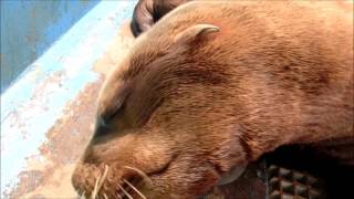 【トド】トドの赤ちゃんと遊んでみよう（伊勢シーパラダイス／水族館）